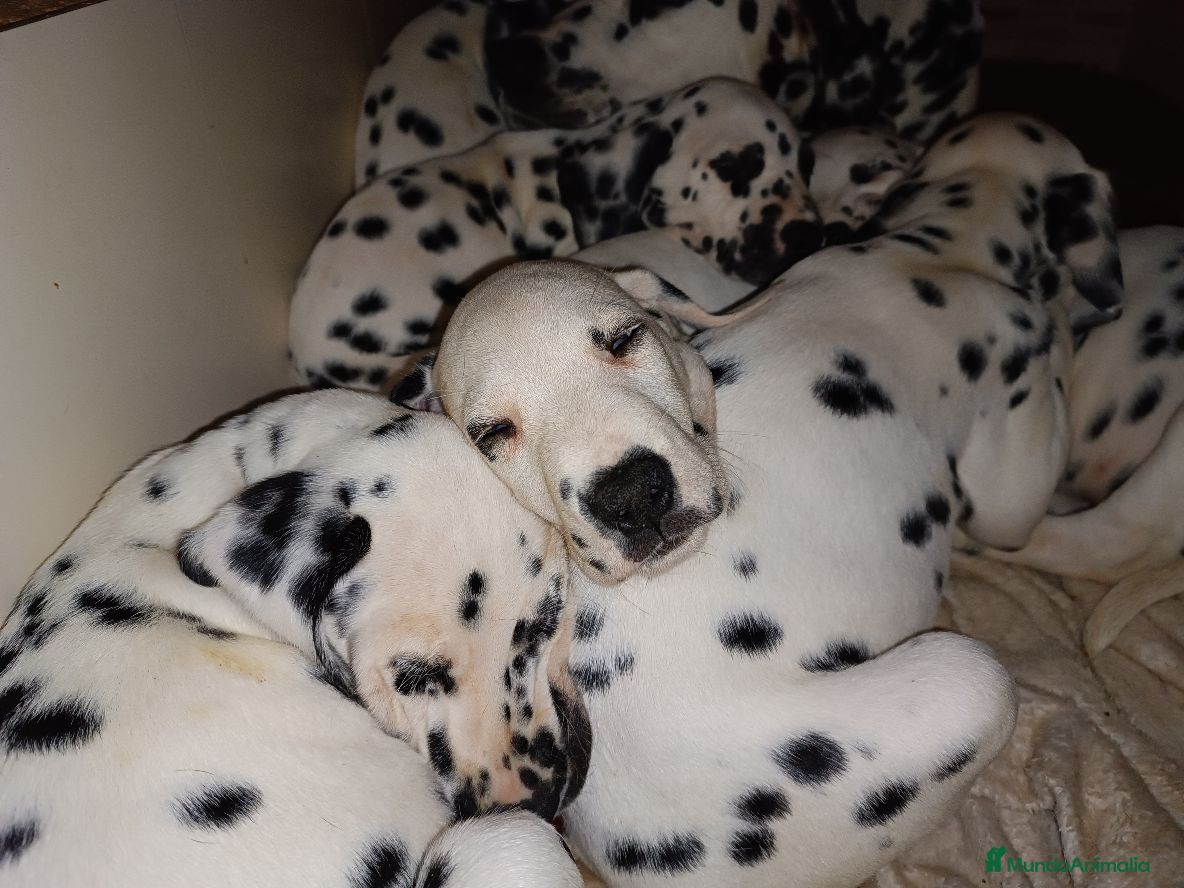 Dálmata perros Cachorros de dalmatas  - Anuncio 28