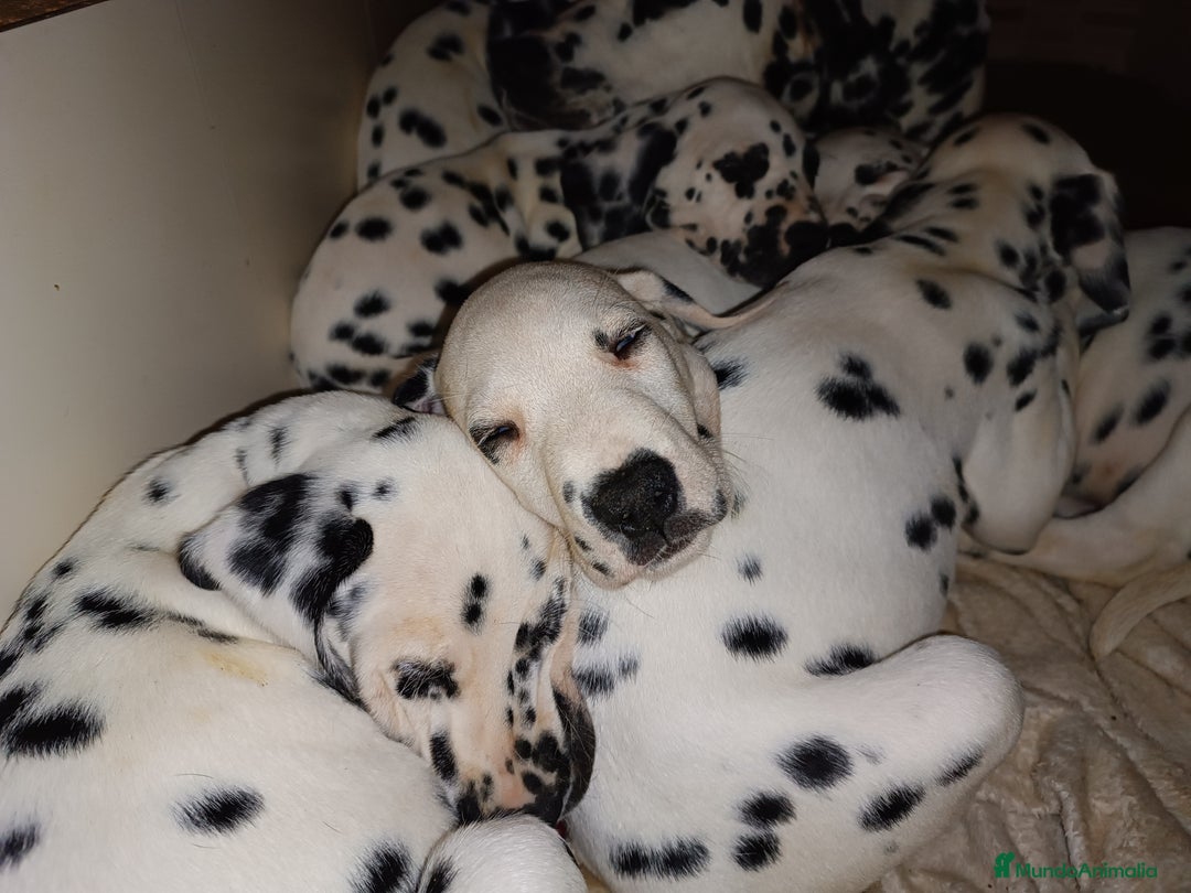 Dálmata perros en venta: Cachorros de dalmatas  - Anuncio 3