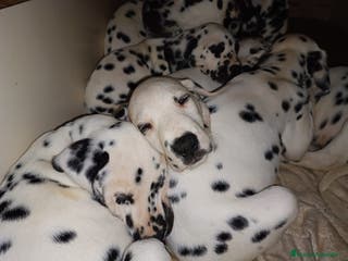 Dálmata perros Cachorros de dalmatas - Anuncio 2