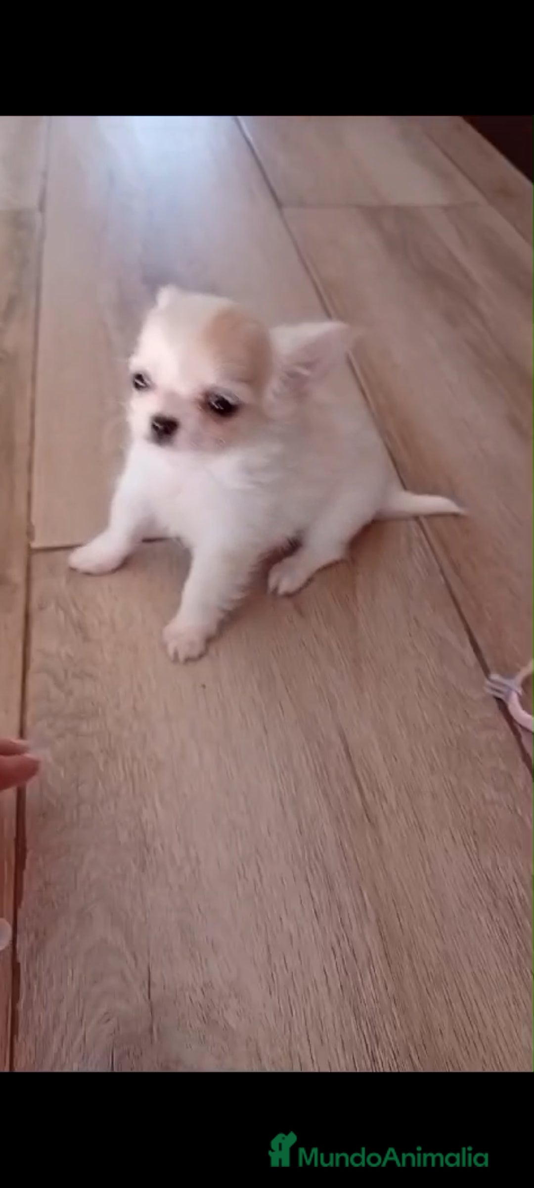 Chihuahua perros en venta: Chihuahuas miniatura  - Anuncio 5