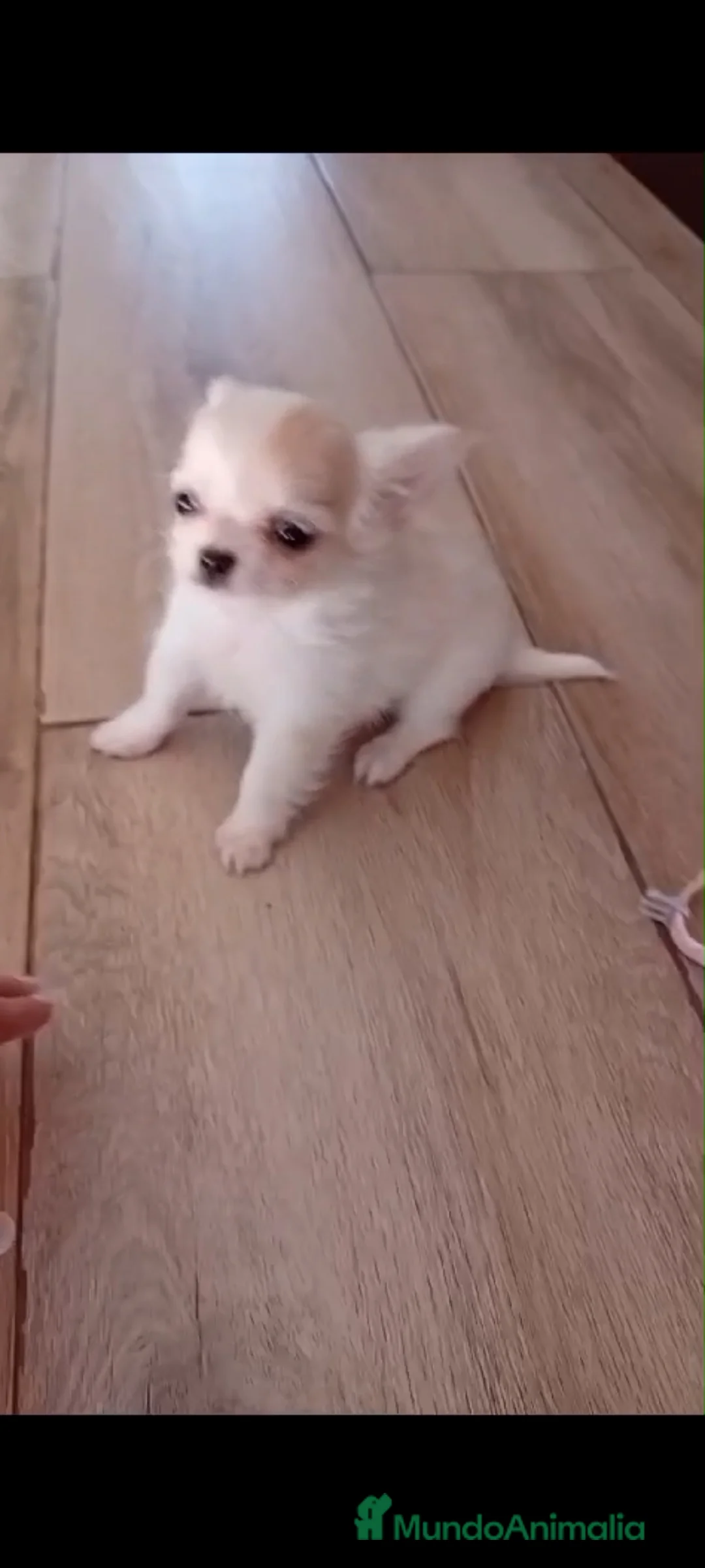 Chihuahua perros en venta: Chihuahuas miniatura  - Anuncio 5