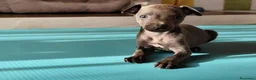 Greyhound perros en venta: Macho de galgo italiano blue - Anuncio 1