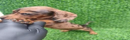 Teckel Miniatura perros en venta: Teckel miniatura toy - Anuncio 8