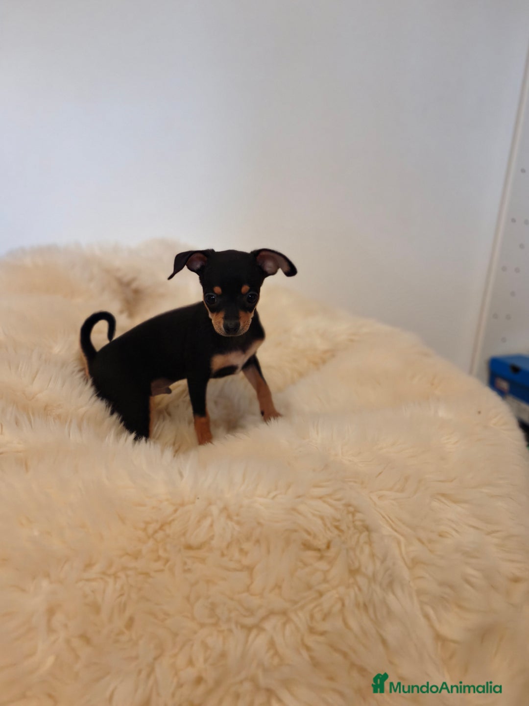 Pinscher Miniatura perros en venta: Mini pincher - Imagen 4