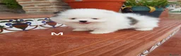 Pomerania perros en venta: Pomerania linea rusa - Anuncio 8
