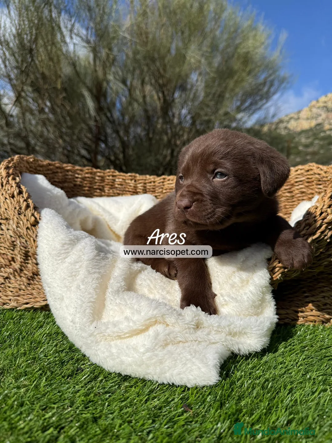 Labrador Retriever perros en venta: LABRADOR CHOCOLATE - Anuncio 1