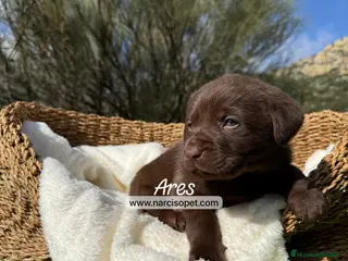 Labrador Retriever perros LABRADOR CHOCOLATE - Anuncio 1