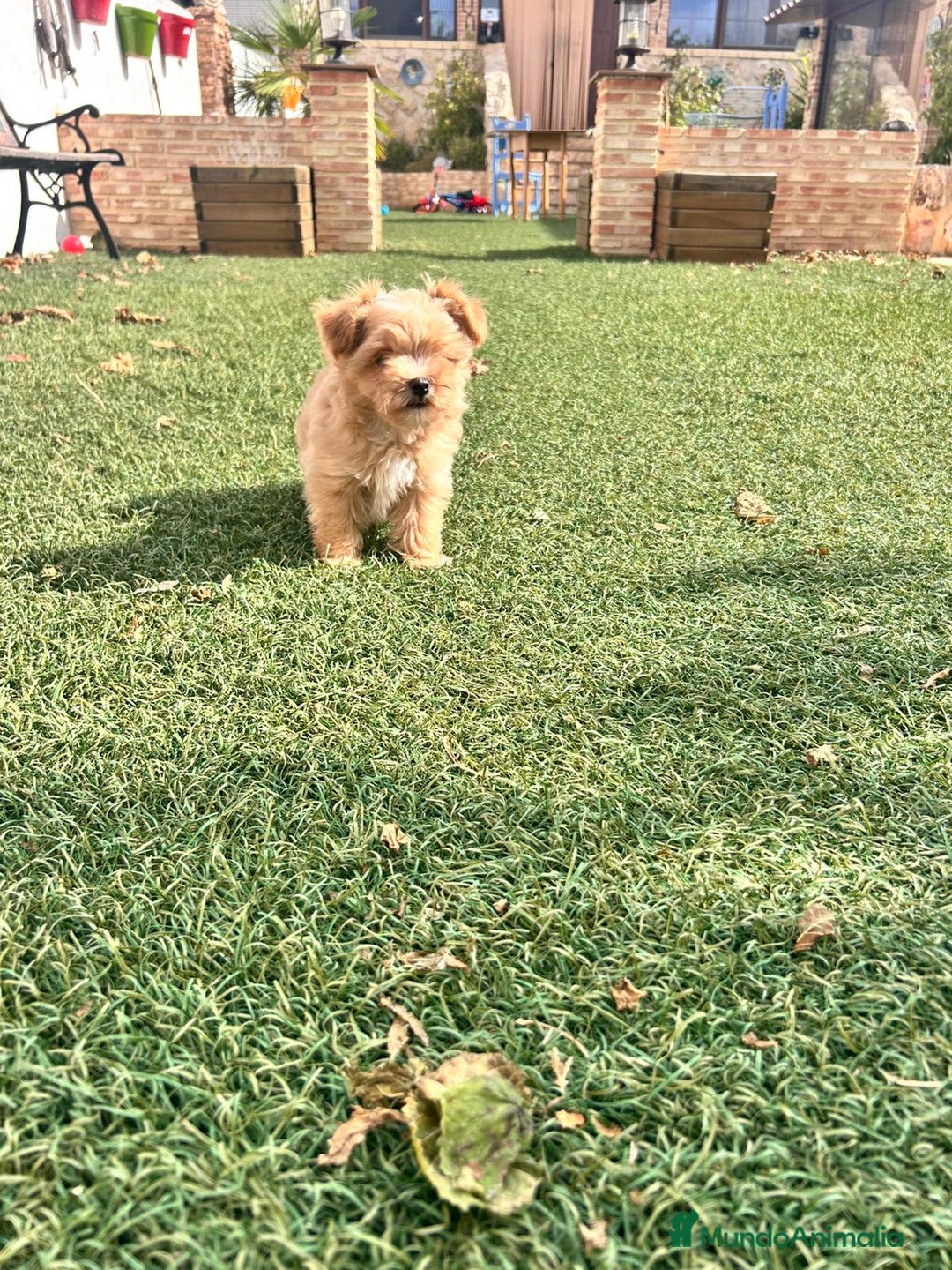 Maltipoo perros en venta: EJEMPLARES DE MALTIPOO  - Imagen 3
