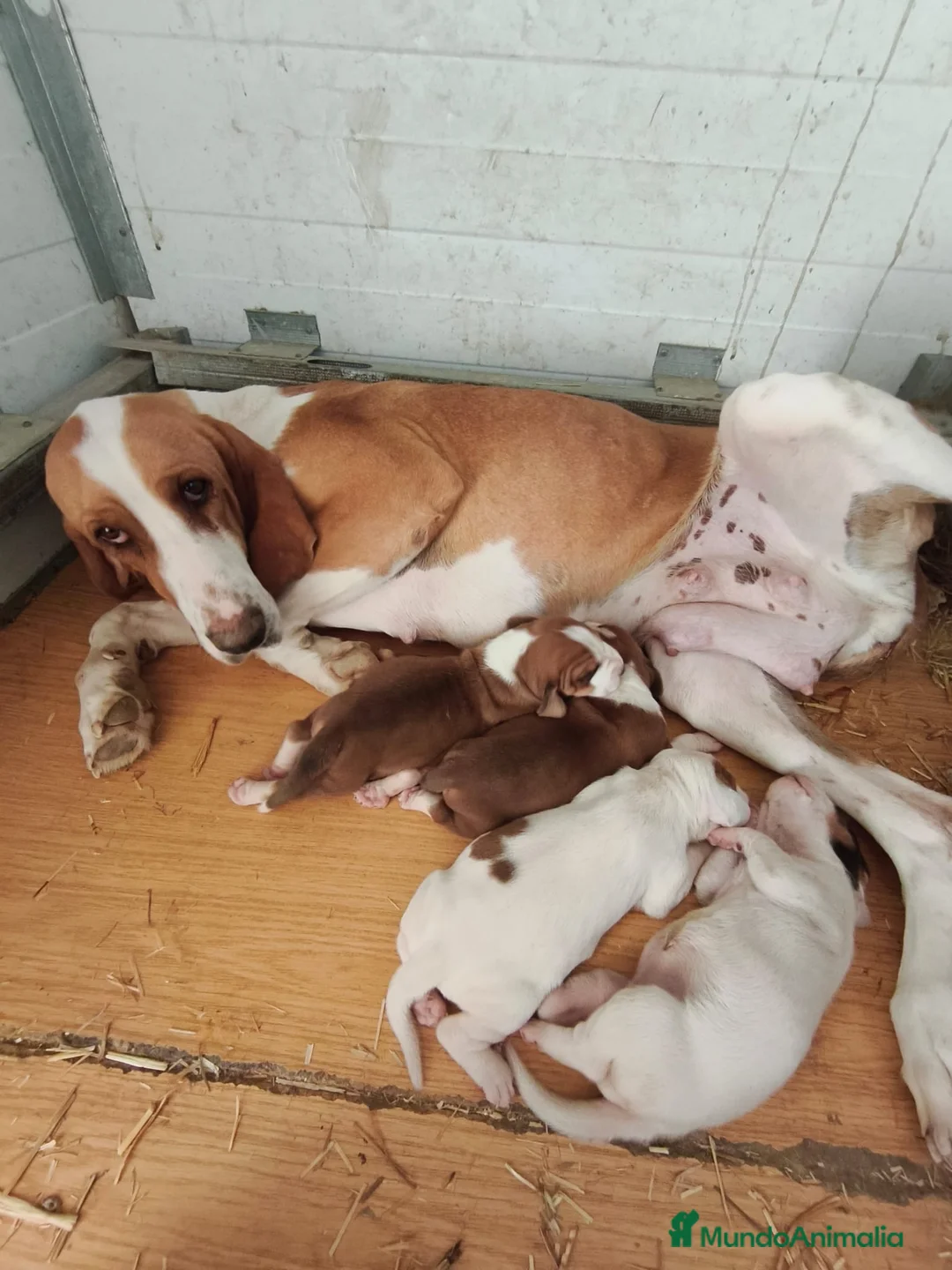 Sabueso Italiano de Pelo Corto perros en venta: Sabueso  - Anuncio 1