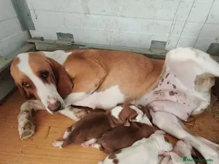 Sabueso Italiano de Pelo Corto perros Sabueso - Anuncio 1