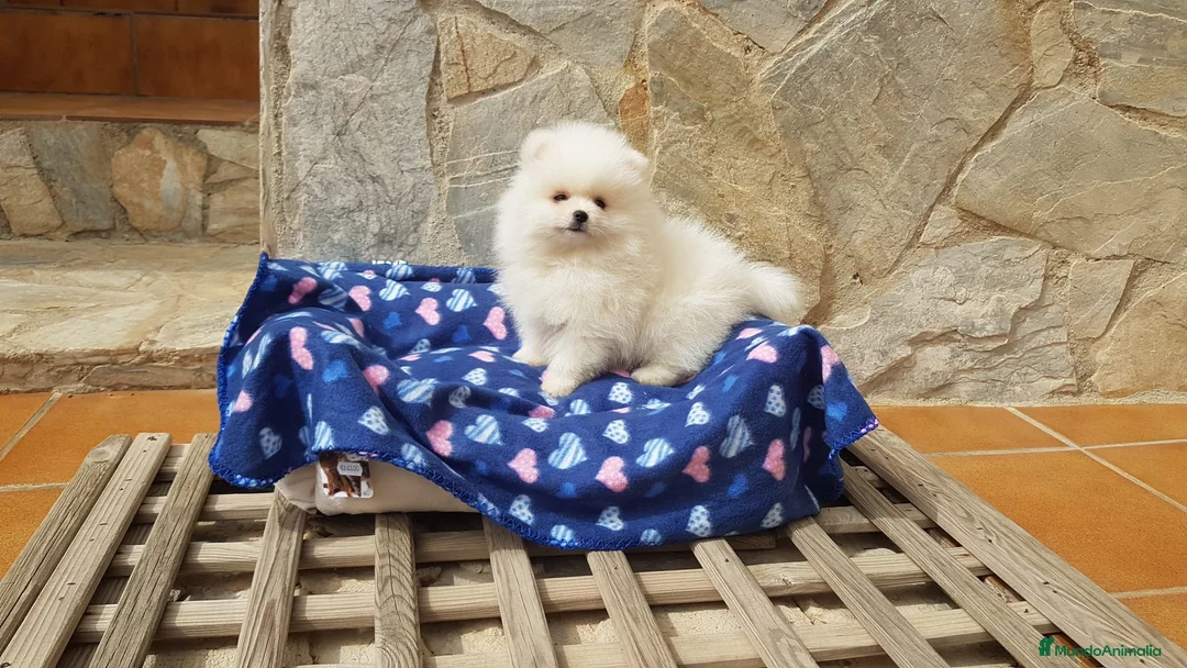 Pomerania perros en venta: Lulú de pomerania precioso en Barcelona - Anuncio 4
