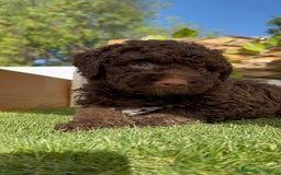 Perro de Agua Español perros en venta: PERRO DE AGUA HEMBRA - Imagen 13
