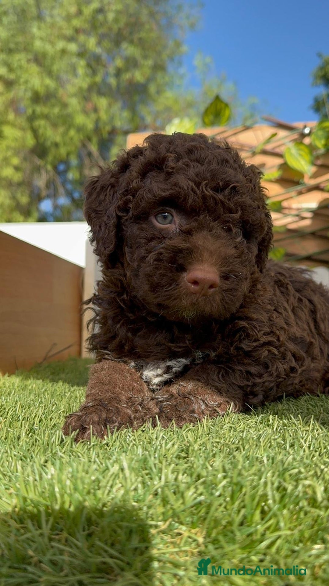 Perro de Agua Español perros en venta: PERRO DE AGUA HEMBRA - Imagen 13