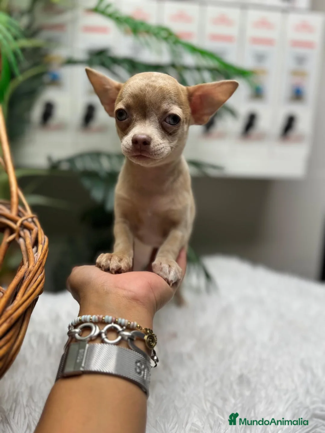 Chihuahua perros en venta: CHIHUAHUA - Anuncio 5