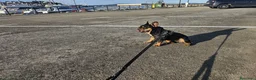 Bulldog Francés perros en venta: Bulldog Francés exóticos hembra en adopción - Anuncio 9