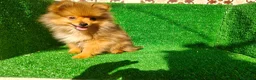 Pomerania perros en venta: Pomerania  - Anuncio 20