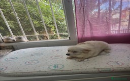 Pomchi perros en venta: Precioso pomchi - Imagen 1