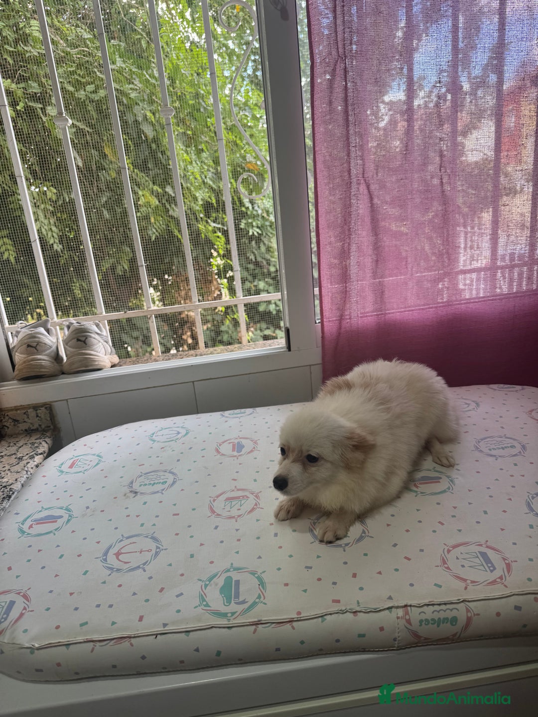 Pomchi perros en venta: Precioso pomchi - Imagen 1