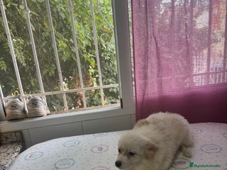 Pomchi perros - Anuncio 7