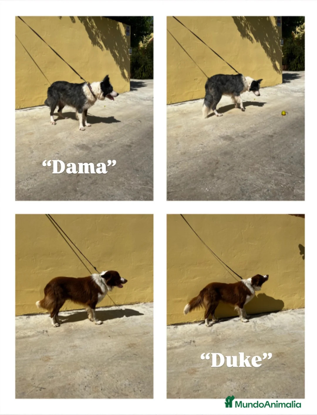Border Collie perros en venta: Cachorros de Border collie  - Anuncio 1