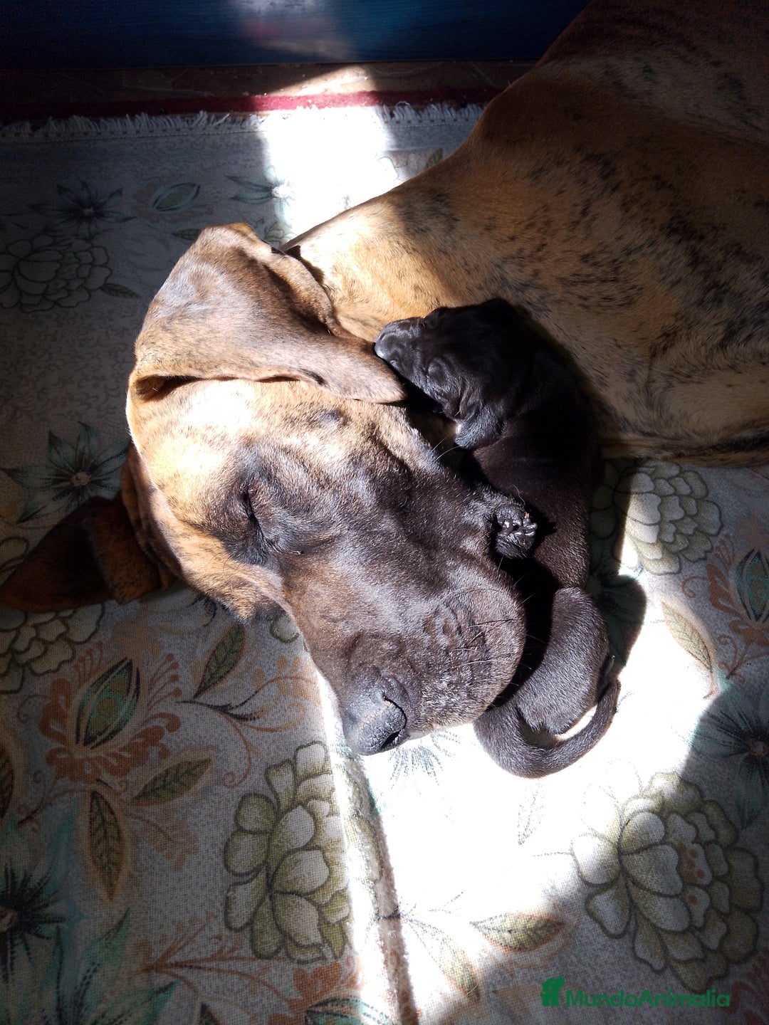 Dogo Alemán perros en venta: Cachorros de Dogo Alemán  - Imagen 3