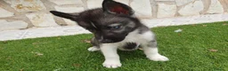 Husky Siberiano perros en venta: Husky Jet Black y Agouti EXÓTICOS - Anuncio 16