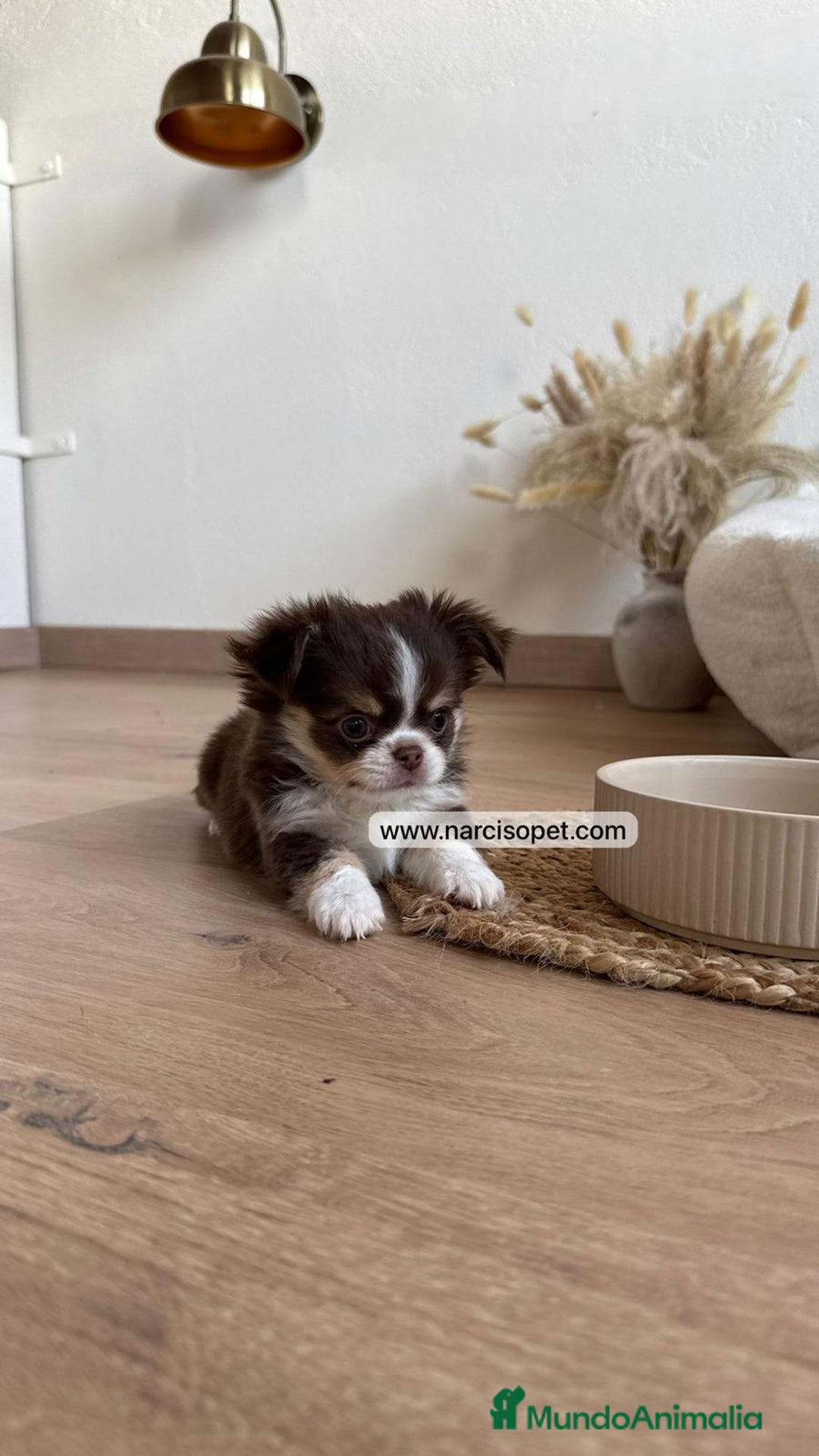 Chihuahua perros en venta: CAMADA DE CHIHUAHUA PELO LARGO - Anuncio 5