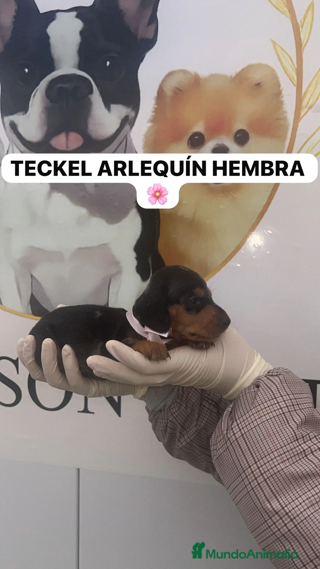 Teckel perros en venta: CAMADA DE PRECIOSAS TECKEL ARLEQUIN  - Anuncio 2