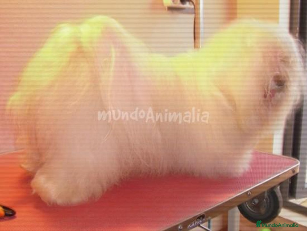 Imagen de galería {{count}}