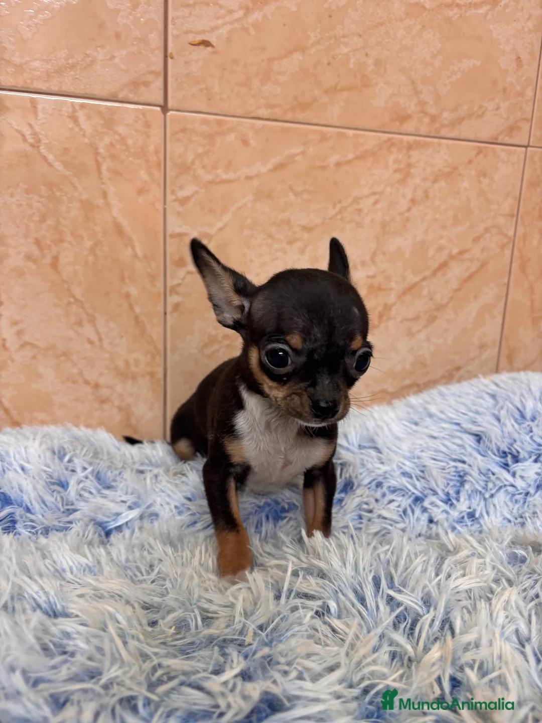 Chihuahua perros en venta: CACHRRITO DE CHIHUAHUA - Anuncio 2