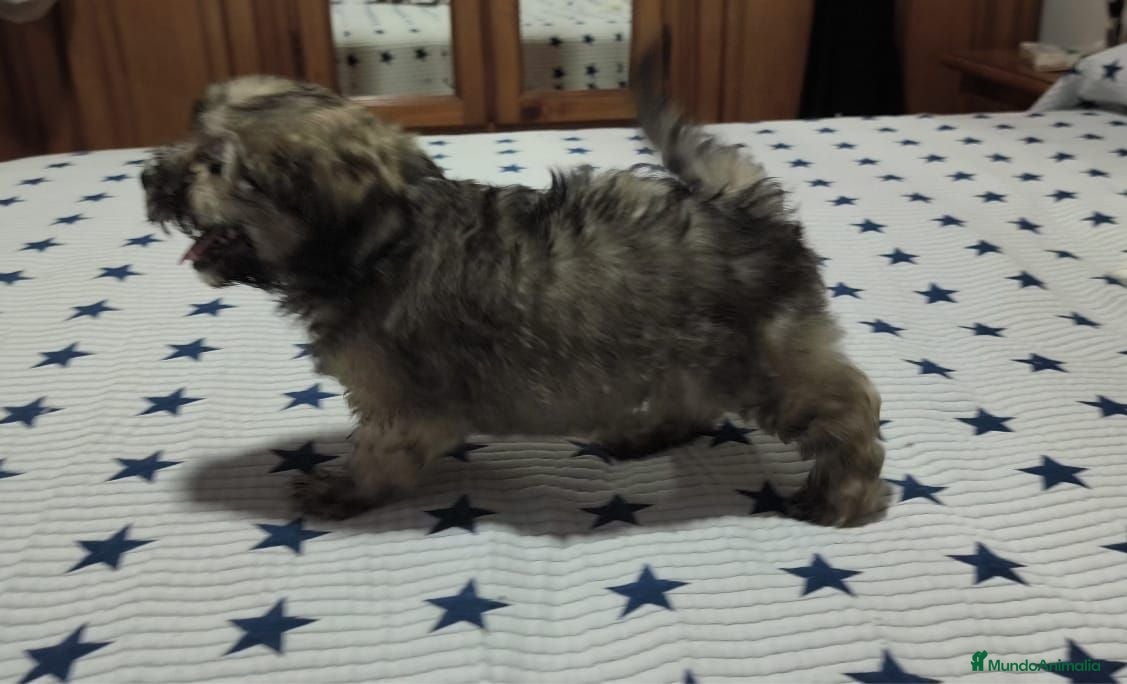 Maltipoo perros Maltipoo  - Anuncio 9