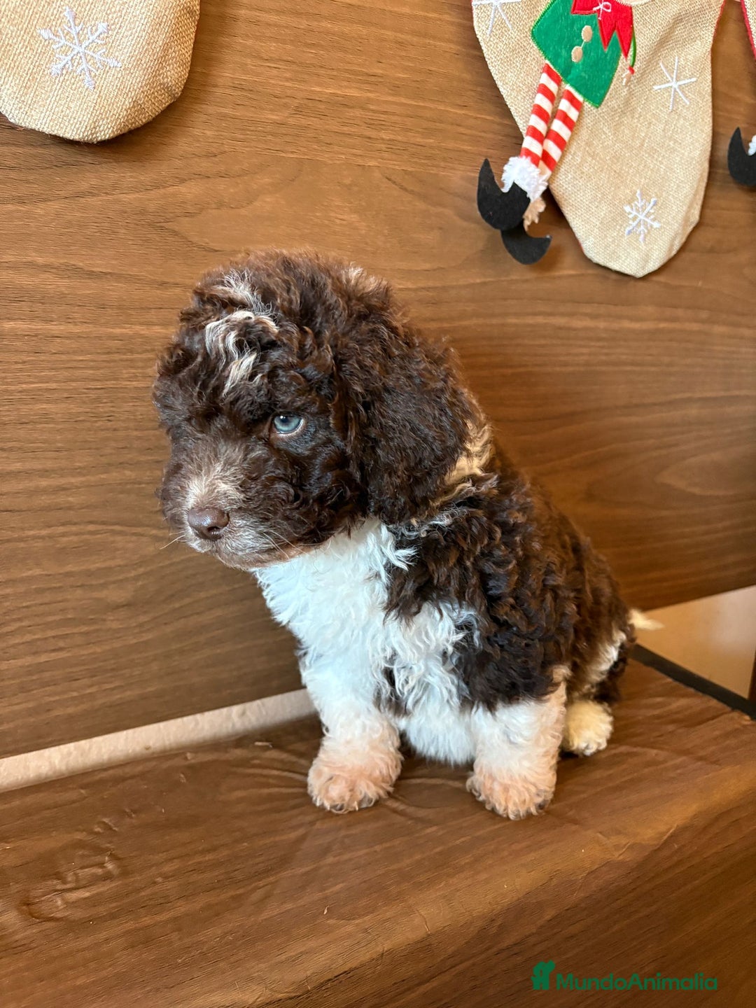 Perro de Agua Español perros en venta: Perro.de agua  - Anuncio 8