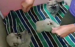 Pomerania perros en venta: PRECIOSAS HEMBRITAS POMERANIAS - Imagen 2
