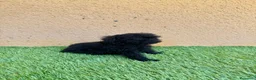 Caniche Toy perros en venta: Caniche toy negro - Anuncio 2