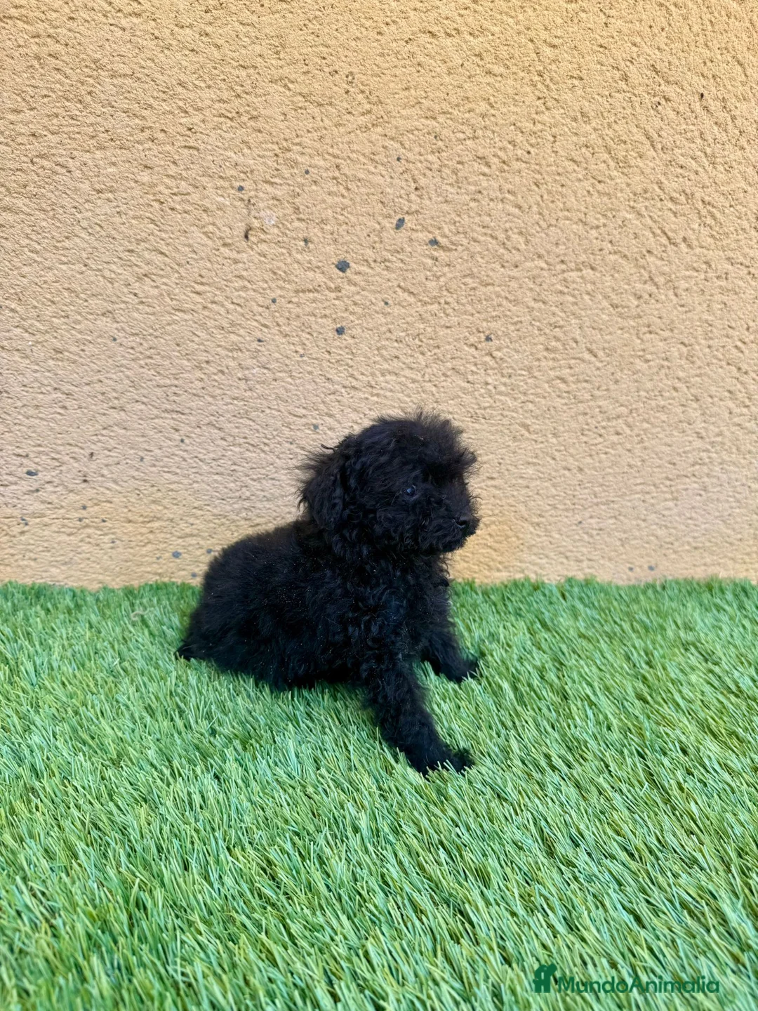 Caniche Toy perros en venta: Caniche toy negro - Anuncio 2