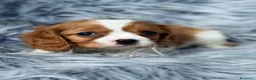 Cavalier King Charles Spaniel perros en venta: Cavalier precioso - Anuncio 6