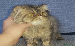 Persa gatos en venta: Gatito Persa disponible  - Imagen 2