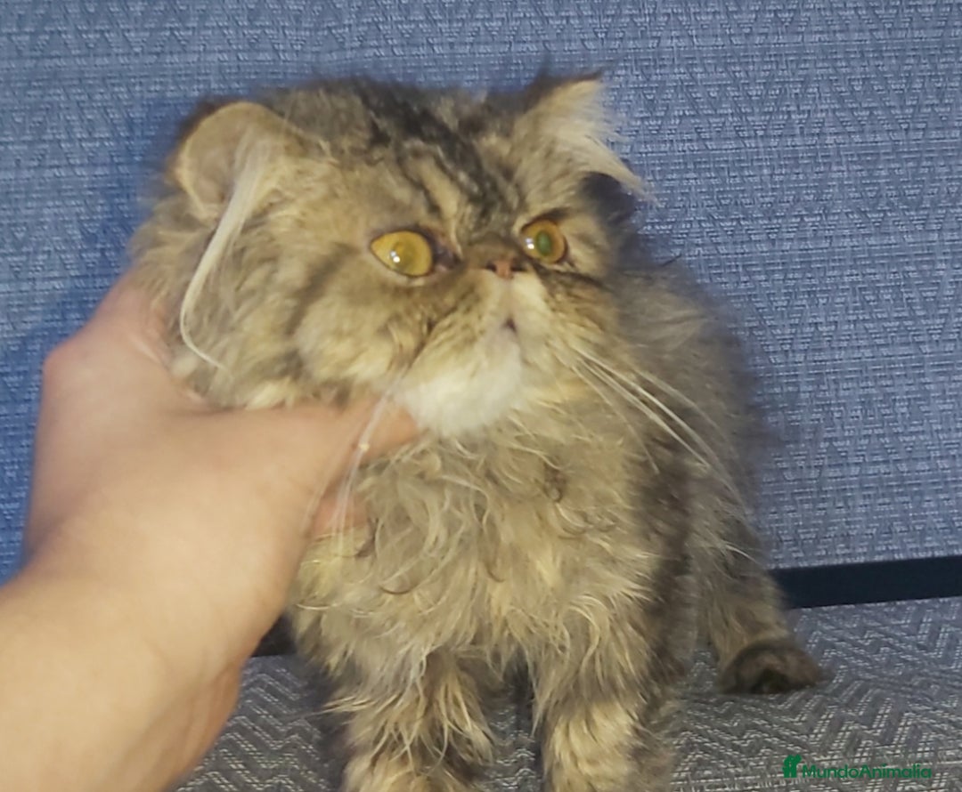 Persa gatos en venta: Gatito Persa disponible  - Imagen 2