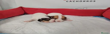 Jack Russell Terrier 1