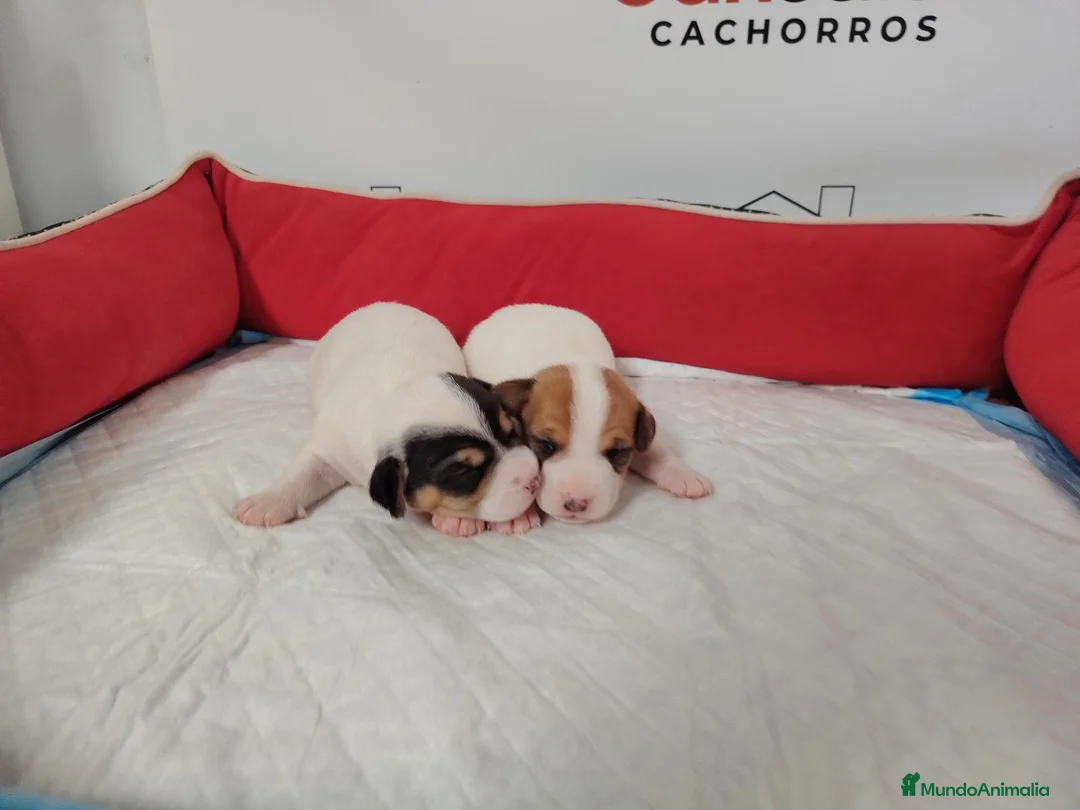 Jack Russell Terrier perros en venta: Jack russel - Anuncio 3