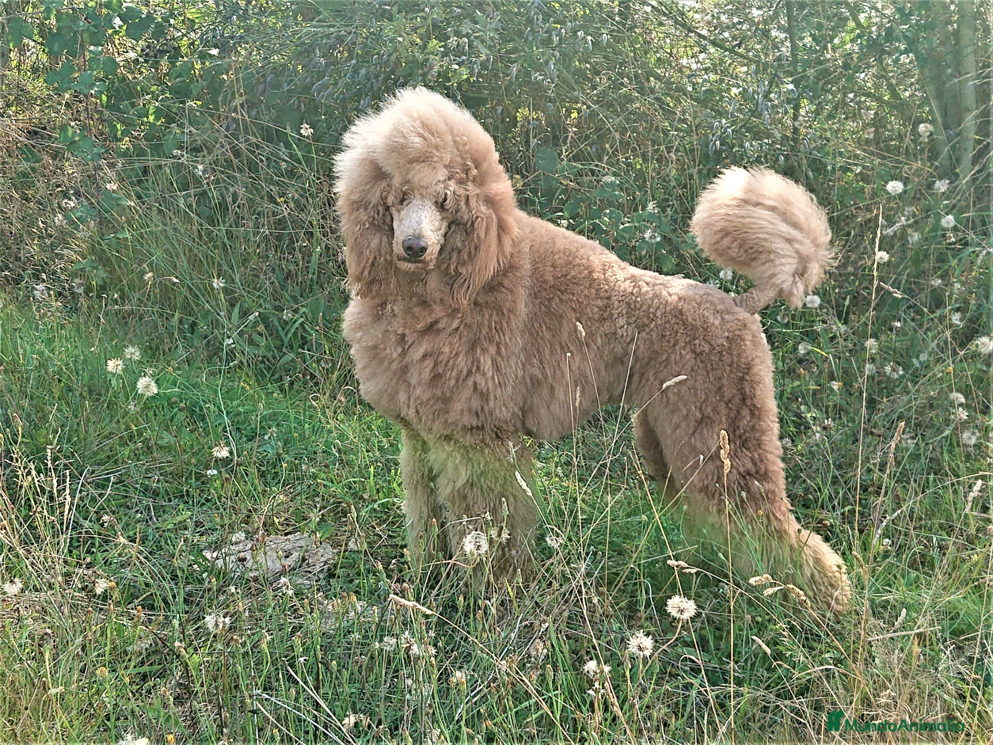 Caniche Gigante perros CACHORROS CANICHE GIGANTE LEONADO - Anuncio 1