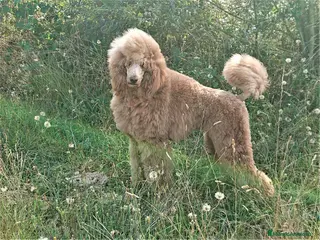 Caniche Gigante perros CACHORROS CANICHE GIGANTE LEONADO - Anuncio 1