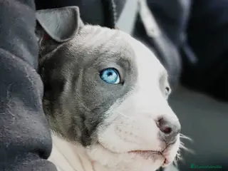 American Staffordshire-Terrier perros AMERICAN STAFFORD BLUE DE OJOS AZULES en Sevilla - Anuncio 9
