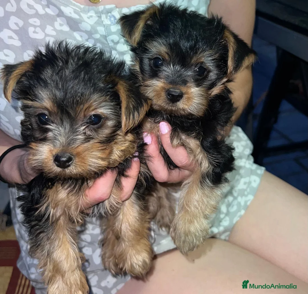 Yorkshire Terrier perros en venta: Preciosos cachorros de Yorkshire Terrier  - Anuncio 2