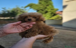 Caniche Toy perros en venta: Hembrita roja micro  - Imagen 3