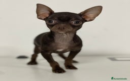 Chihuahua perros en venta: CHIHUAHUA - Imagen 1