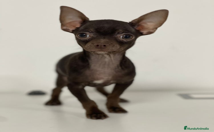 Chihuahua perros - Anuncio 1