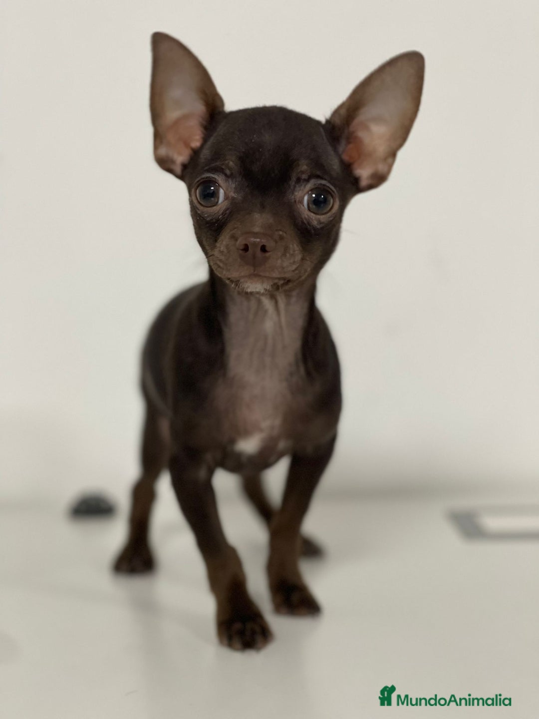 Chihuahua perros en venta: CHIHUAHUA - Imagen 1