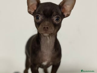 Chihuahua perros - Anuncio 41