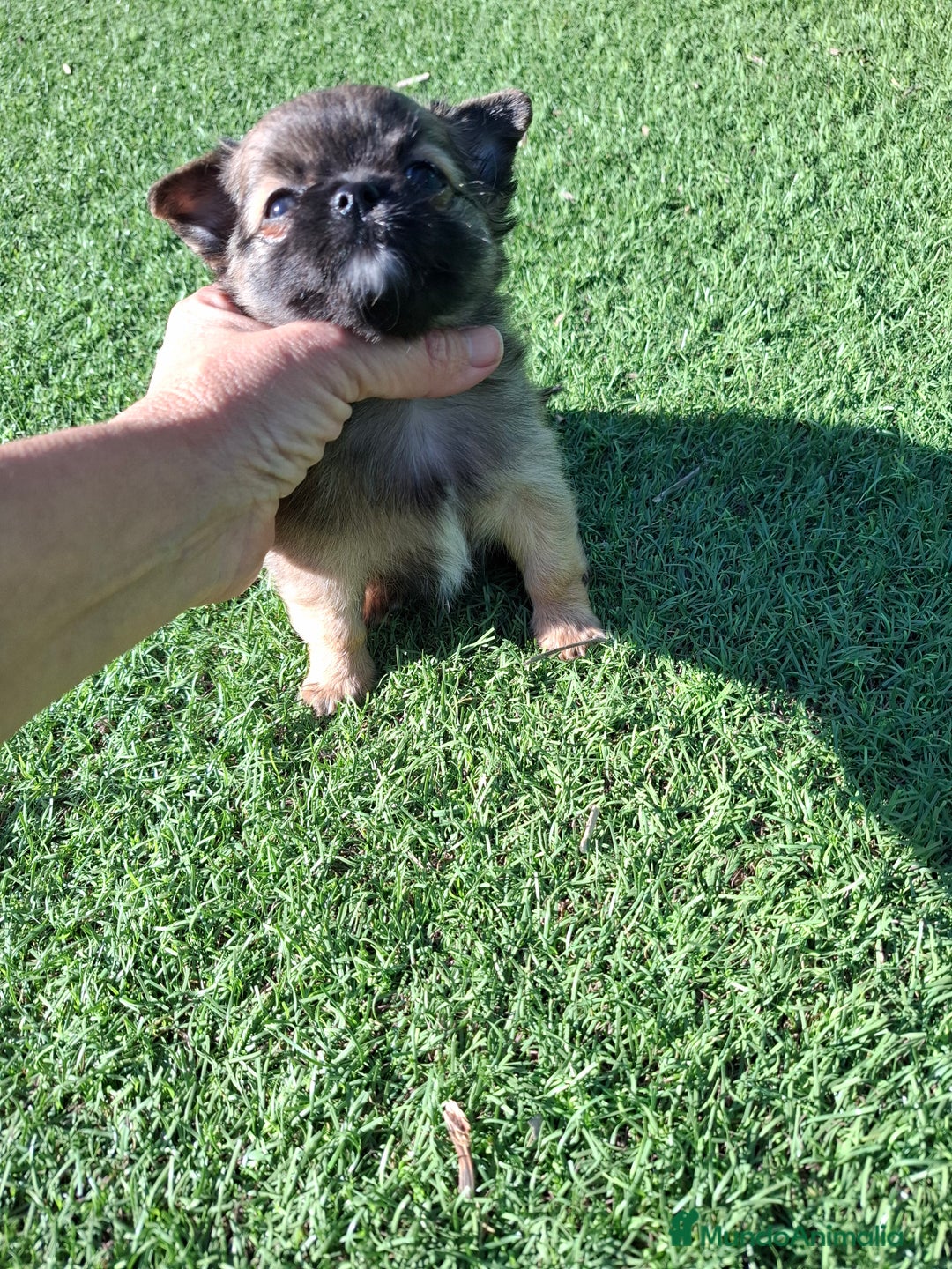 Chihuahua perros en venta: Chihuahua de pelo largo de capricho - Anuncio 3